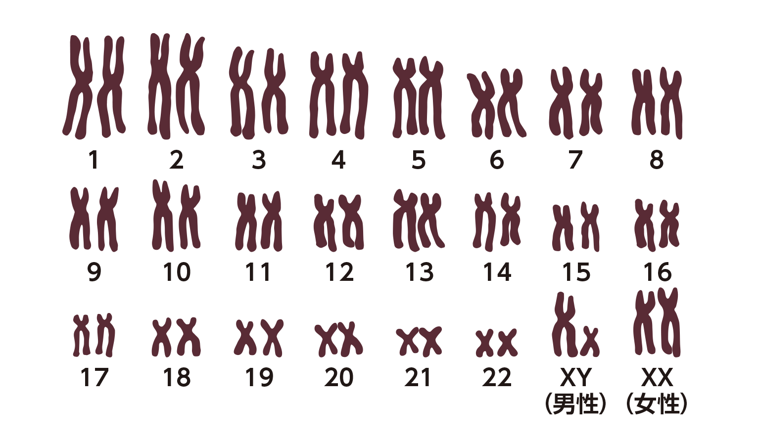 図1：人の染色体